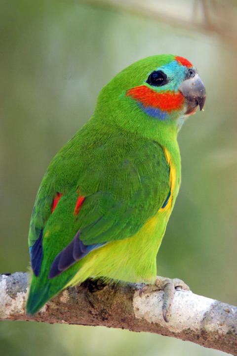 June | 2012 | Parrots of Australia